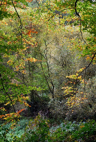 arbre 31_10_09n05.jpg